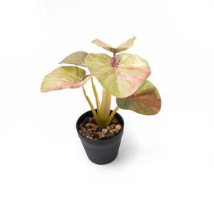 begonia leaf plant  potted