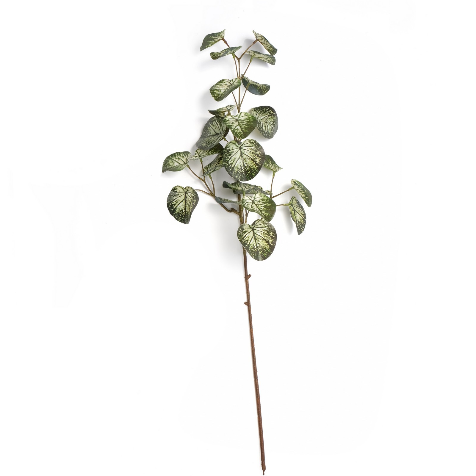 begonia leaf plant  