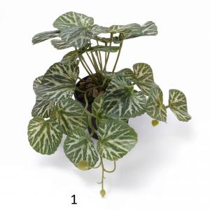 begonia plant  potted