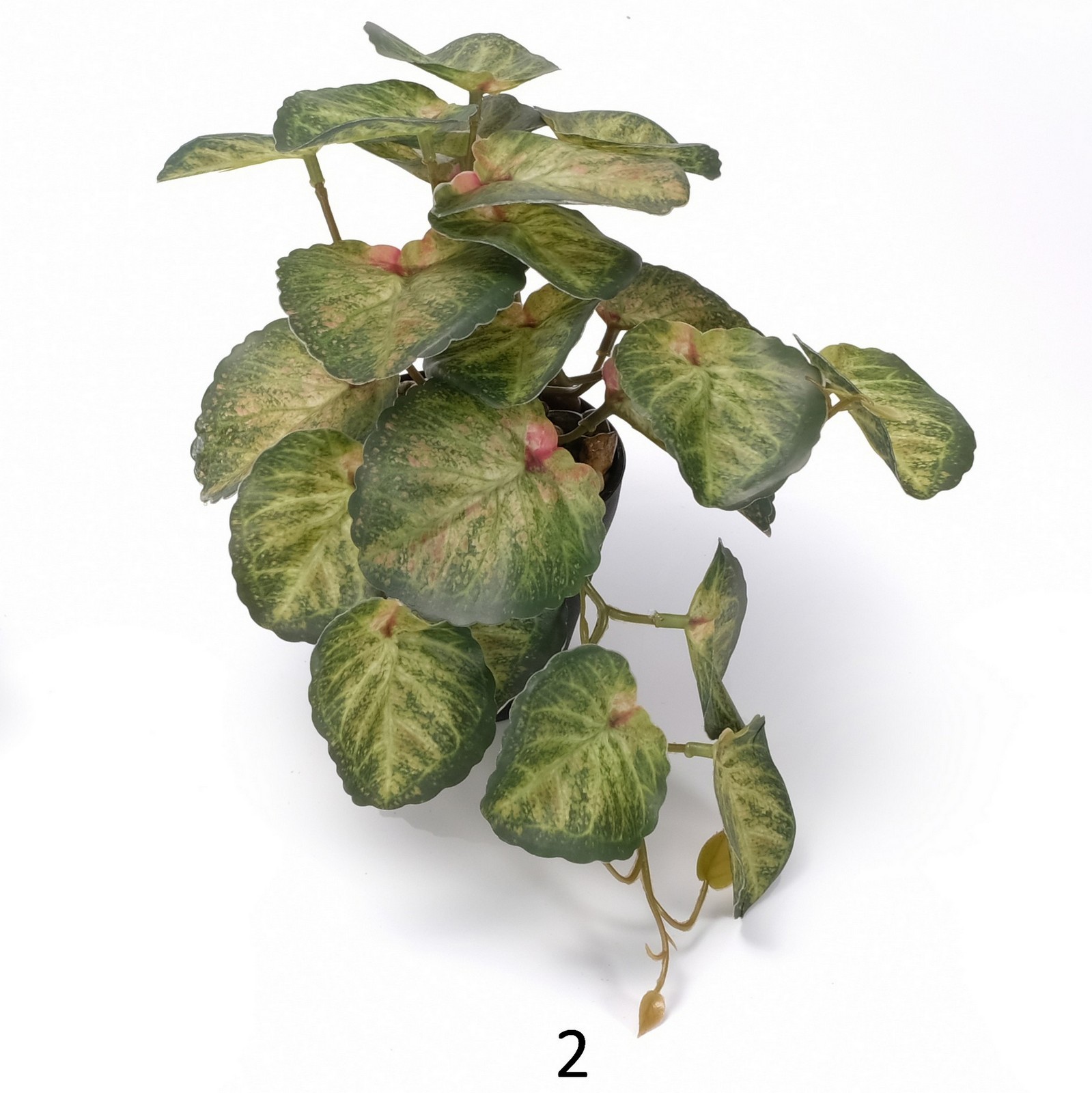 begonia plant  potted