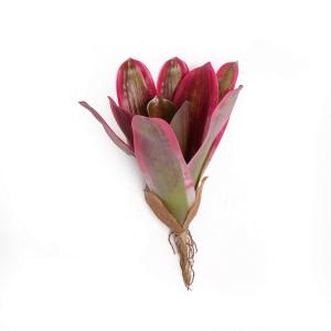 bromeliad Urn Plant 29CM