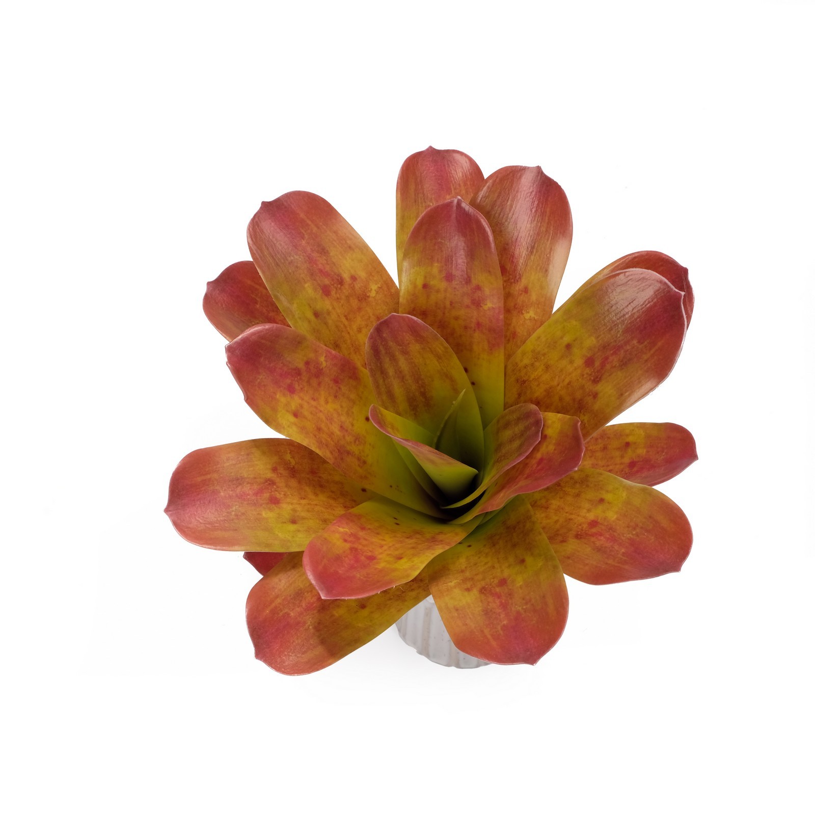 bromeliad Urn Plant 33CM