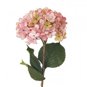 hydrangea stem