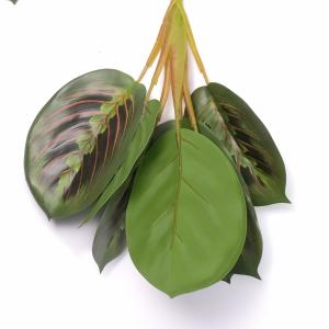 peacock plant bush 6lvs