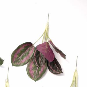 peacock plant bush 7lvs