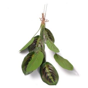 peacock plant bush 9lvs