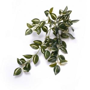 silver inch plant bush Tradescantia zebrina