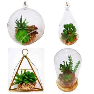 succulent in glass